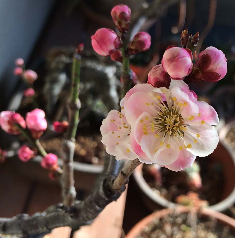 酔心梅 開花